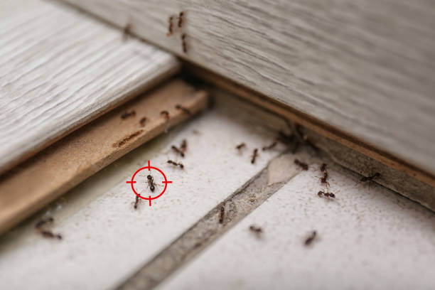 Best Spider Control Near Me  in Richville, OH
