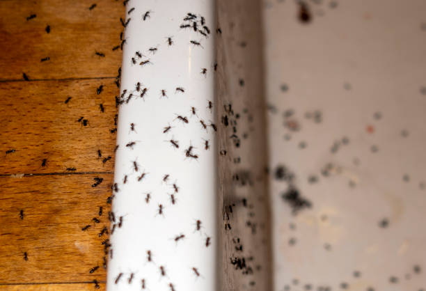 Best Best Pest Control Companies  in Richville, OH